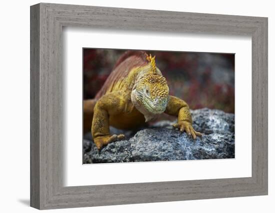 Land Iguana of South Plaza Island, Galapagos, Ecuador-Kymri Wilt-Framed Photographic Print