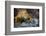 Land Iguana of South Plaza Island, Galapagos, Ecuador-Kymri Wilt-Framed Photographic Print