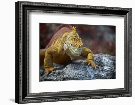 Land Iguana of South Plaza Island, Galapagos, Ecuador-Kymri Wilt-Framed Photographic Print