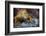 Land Iguana of South Plaza Island, Galapagos, Ecuador-Kymri Wilt-Framed Photographic Print