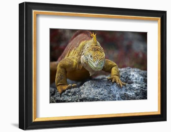 Land Iguana of South Plaza Island, Galapagos, Ecuador-Kymri Wilt-Framed Photographic Print