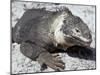 Land Iguana, Plaza Island, Galapagos Islands, Ecuador, South America-Walter Rawlings-Mounted Photographic Print