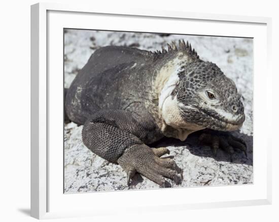 Land Iguana, Plaza Island, Galapagos Islands, Ecuador, South America-Walter Rawlings-Framed Photographic Print