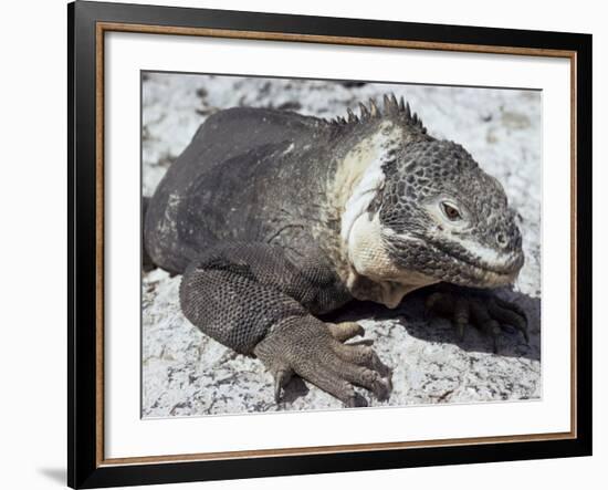 Land Iguana, Plaza Island, Galapagos Islands, Ecuador, South America-Walter Rawlings-Framed Photographic Print