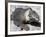 Land Iguana, Plaza Island, Galapagos Islands, Ecuador, South America-Walter Rawlings-Framed Photographic Print