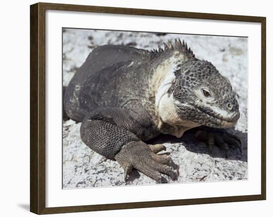 Land Iguana, Plaza Island, Galapagos Islands, Ecuador, South America-Walter Rawlings-Framed Photographic Print