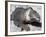 Land Iguana, Plaza Island, Galapagos Islands, Ecuador, South America-Walter Rawlings-Framed Photographic Print