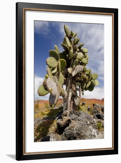 Land Iguana under Prickly Pear Cactus, South Plaza Island, Ecuador-Cindy Miller Hopkins-Framed Photographic Print