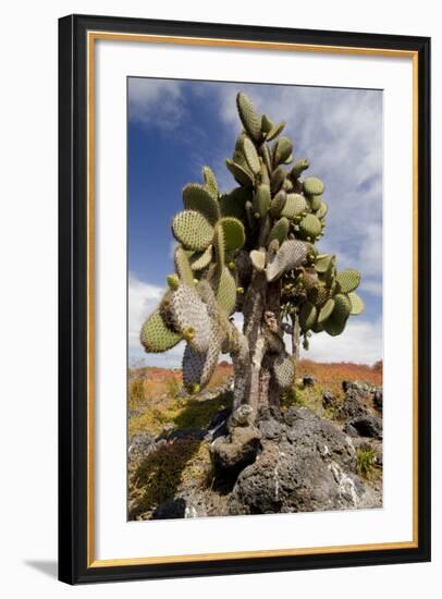 Land Iguana under Prickly Pear Cactus, South Plaza Island, Ecuador-Cindy Miller Hopkins-Framed Photographic Print