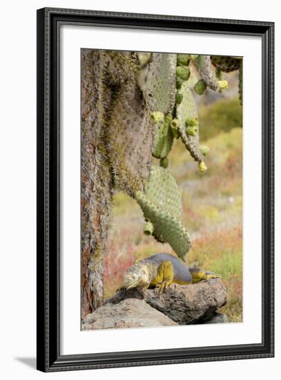 Land Iguana under Prickly Pear Cactus, South Plaza Island, Ecuador-Cindy Miller Hopkins-Framed Photographic Print