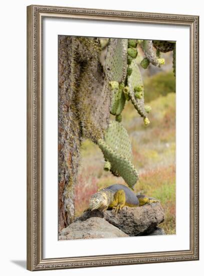 Land Iguana under Prickly Pear Cactus, South Plaza Island, Ecuador-Cindy Miller Hopkins-Framed Photographic Print