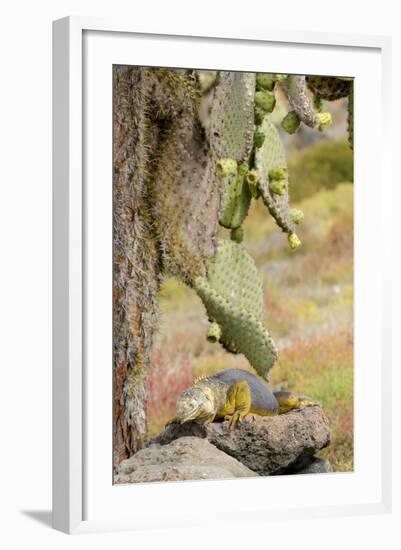 Land Iguana under Prickly Pear Cactus, South Plaza Island, Ecuador-Cindy Miller Hopkins-Framed Photographic Print