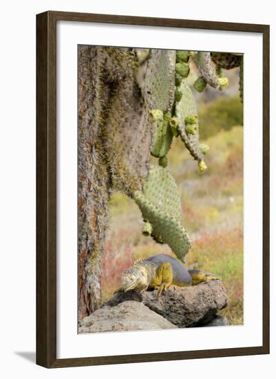 Land Iguana under Prickly Pear Cactus, South Plaza Island, Ecuador-Cindy Miller Hopkins-Framed Photographic Print