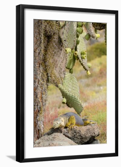 Land Iguana under Prickly Pear Cactus, South Plaza Island, Ecuador-Cindy Miller Hopkins-Framed Photographic Print