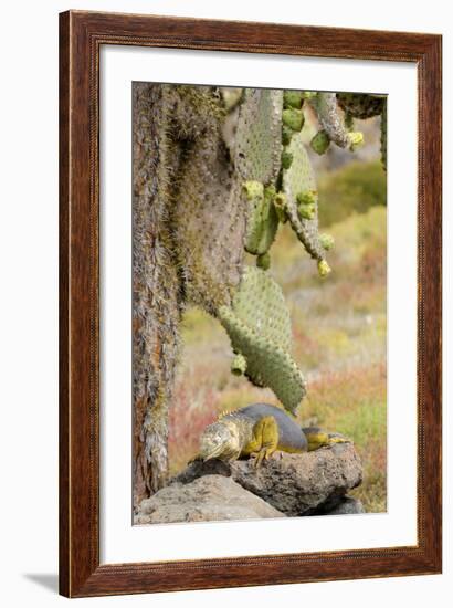 Land Iguana under Prickly Pear Cactus, South Plaza Island, Ecuador-Cindy Miller Hopkins-Framed Photographic Print