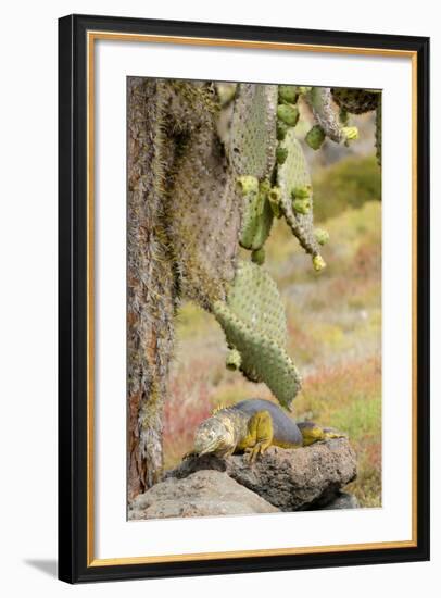 Land Iguana under Prickly Pear Cactus, South Plaza Island, Ecuador-Cindy Miller Hopkins-Framed Photographic Print