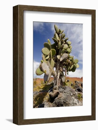 Land Iguana under Prickly Pear Cactus, South Plaza Island, Ecuador-Cindy Miller Hopkins-Framed Photographic Print