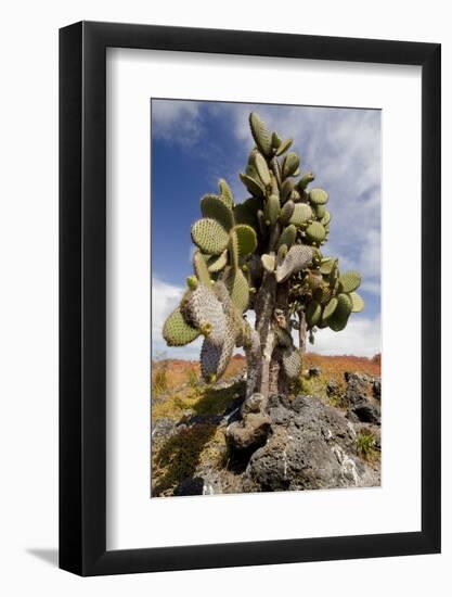 Land Iguana under Prickly Pear Cactus, South Plaza Island, Ecuador-Cindy Miller Hopkins-Framed Photographic Print