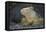 Land Iguana-DLILLC-Framed Premier Image Canvas