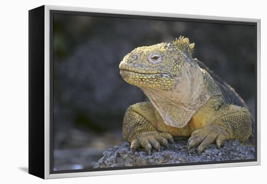 Land Iguana-DLILLC-Framed Premier Image Canvas