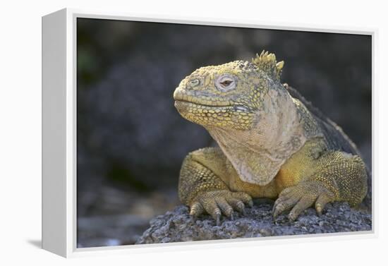 Land Iguana-DLILLC-Framed Premier Image Canvas