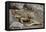 Land Iguana-DLILLC-Framed Premier Image Canvas