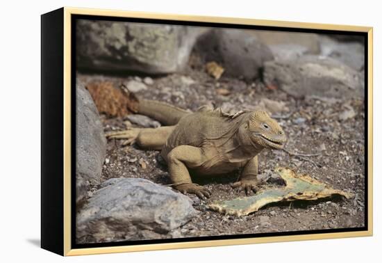 Land Iguana-DLILLC-Framed Premier Image Canvas
