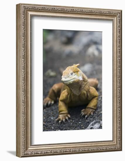 Land Iguana-DLILLC-Framed Photographic Print