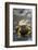 Land Iguana-DLILLC-Framed Photographic Print