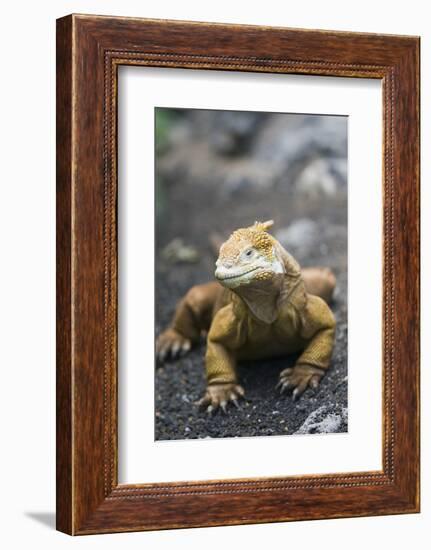 Land Iguana-DLILLC-Framed Photographic Print