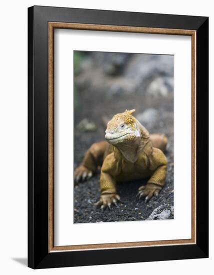 Land Iguana-DLILLC-Framed Photographic Print