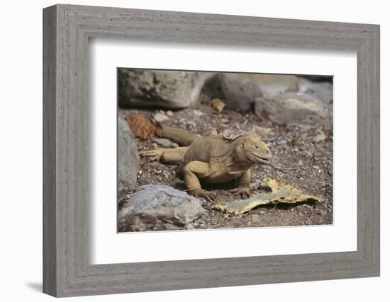 Land Iguana-DLILLC-Framed Photographic Print