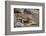 Land Iguana-DLILLC-Framed Photographic Print