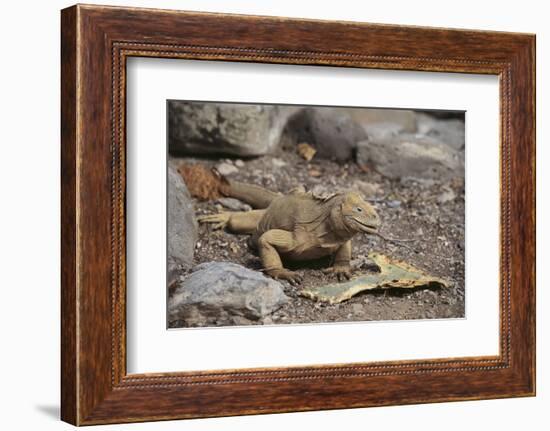 Land Iguana-DLILLC-Framed Photographic Print