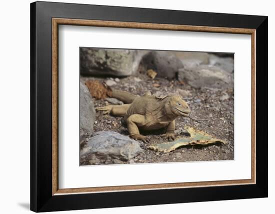 Land Iguana-DLILLC-Framed Photographic Print