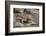 Land Iguana-DLILLC-Framed Photographic Print