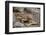 Land Iguana-DLILLC-Framed Photographic Print