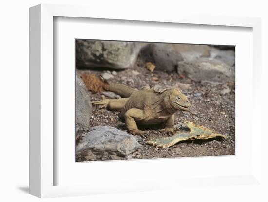 Land Iguana-DLILLC-Framed Photographic Print