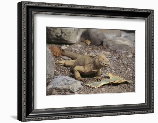 Land Iguana-DLILLC-Framed Photographic Print