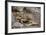 Land Iguana-DLILLC-Framed Photographic Print