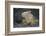 Land Iguana-DLILLC-Framed Photographic Print