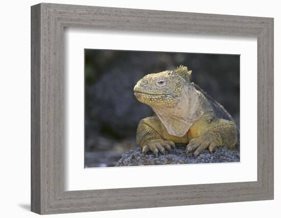 Land Iguana-DLILLC-Framed Photographic Print