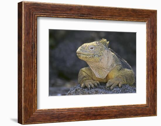 Land Iguana-DLILLC-Framed Photographic Print