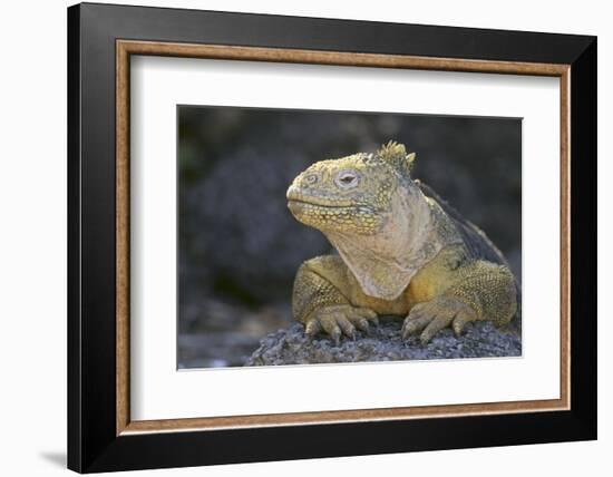 Land Iguana-DLILLC-Framed Photographic Print