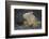 Land Iguana-DLILLC-Framed Photographic Print