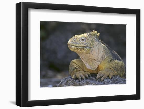 Land Iguana-DLILLC-Framed Photographic Print