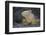 Land Iguana-DLILLC-Framed Photographic Print