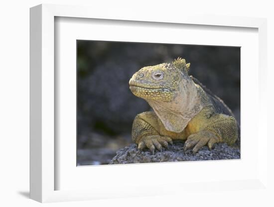 Land Iguana-DLILLC-Framed Photographic Print