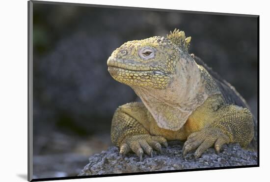 Land Iguana-DLILLC-Mounted Photographic Print