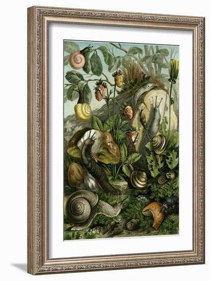 Land Molluscs or Snails and Slugs-null-Framed Giclee Print